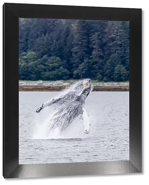 Humpback whale, Megaptera novaeangliae, breaching near the Glass Peninsula, southeast Alaska, USA