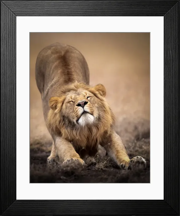 Framed Print : Sleepy male lion stretching in the Masai Mara, Kenya, Africa Framed Print : Sleepy male lion stretching in the Masai Mara, Kenya, Africa