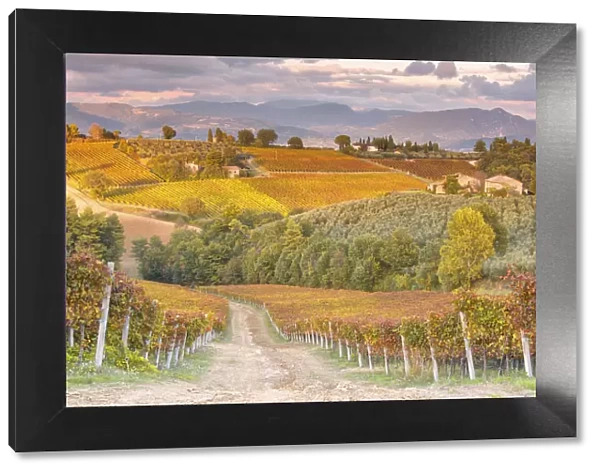 Vineyards of Sagrantino di Montefalco in autumn, Umbria, Italy