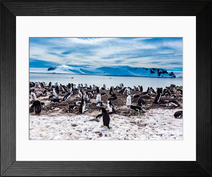 Framed Print : Scenic view of Chin Strap Penguins and glaciers in Antartica Framed Print : Scenic view of Chin Strap Penguins and glaciers in Antartica