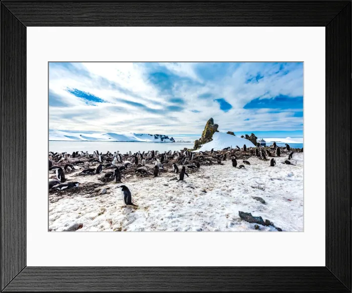 Framed Print : Scenic view of Chin Strap Penguins and glaciers in Antartica Framed Print : Scenic view of Chin Strap Penguins and glaciers in Antartica