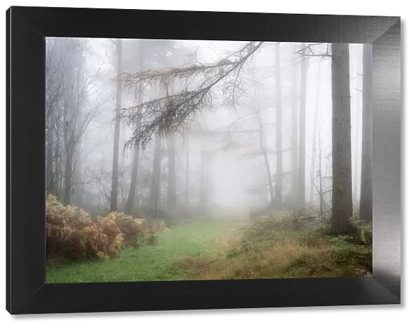 Foggy autumn woods at Wass Bank near Helmsley, The North Yorkshire Moors, England