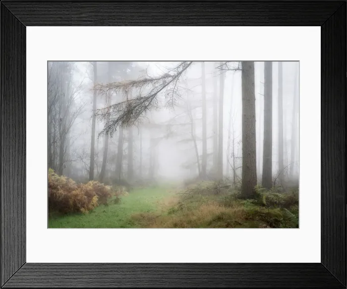 Framed Print : Foggy autumn woods at Wass Bank near Helmsley, The North Yorkshire Moors, England Framed Print : Foggy autumn woods at Wass Bank near Helmsley, The North Yorkshire Moors, England