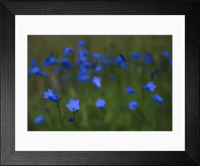 Framed Print : Harebell, County Donegal, Ireland Framed Print : Harebell, County Donegal, Ireland