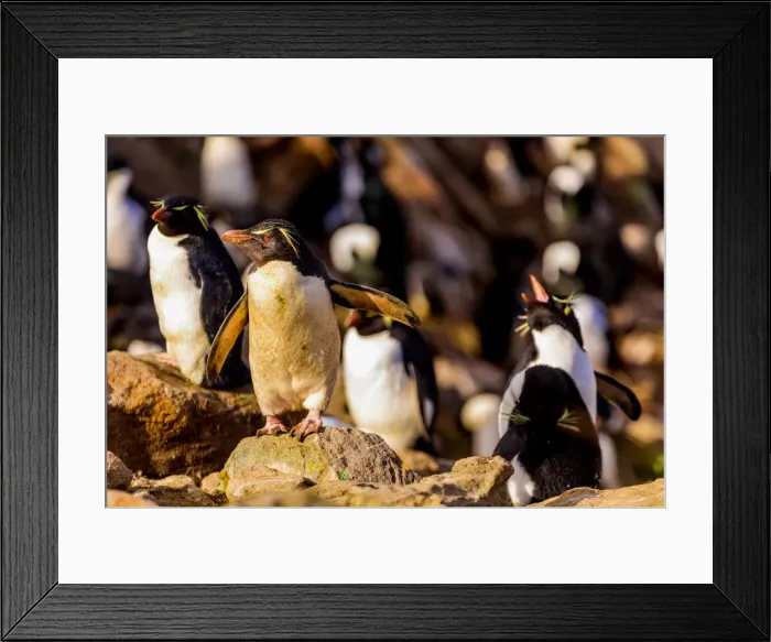 Framed Print : TheA macaroni penguinsA (Eudyptes chrysolophus) roaming around Framed Print : TheA macaroni penguinsA (Eudyptes chrysolophus) roaming around