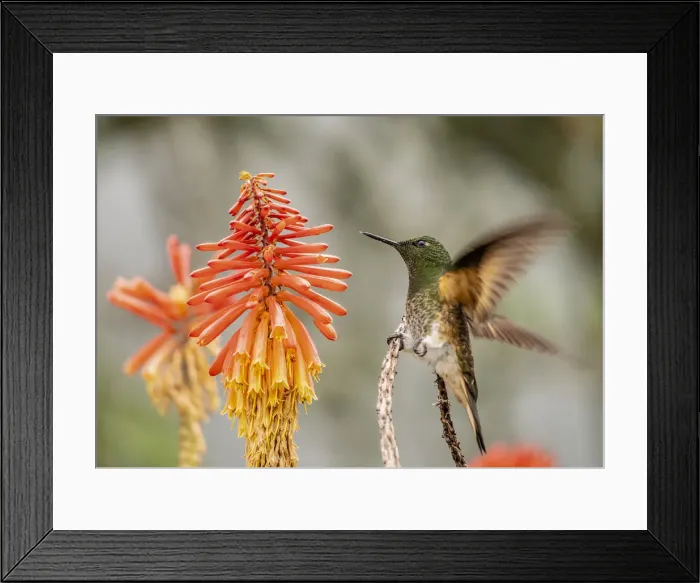 Framed Print : Colibri Hummingbird, La Montana, Salento, Quindio Department, Colombia Framed Print : Colibri Hummingbird, La Montana, Salento, Quindio Department, Colombia