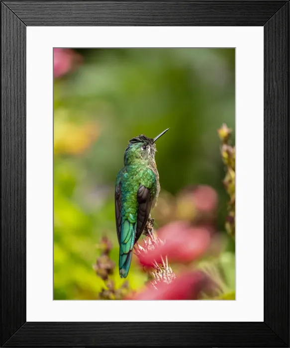 Framed Print : Colibri Hummingbird, La Montana, Salento, Quindio Department, Colombia Framed Print : Colibri Hummingbird, La Montana, Salento, Quindio Department, Colombia