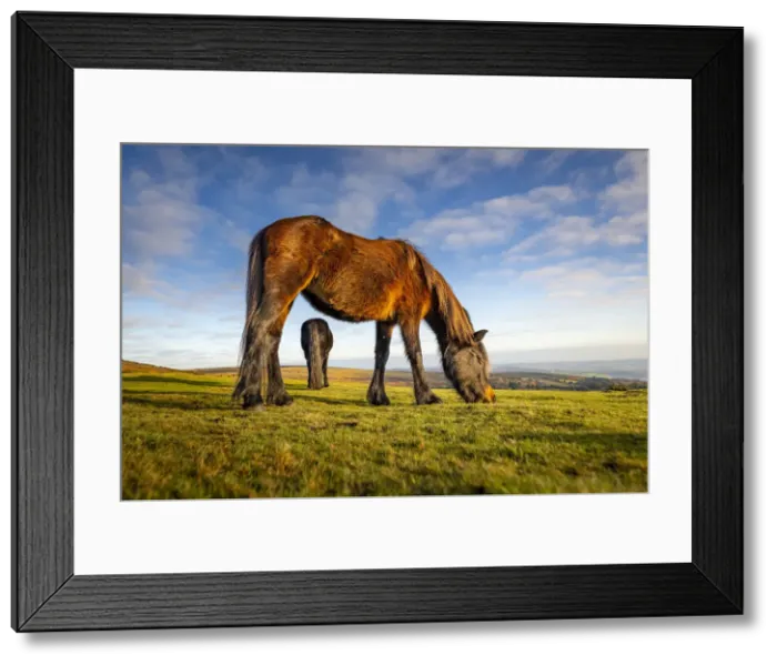 Framed Print : Dartmoor Ponies graze on moorland grass in winter next to Haytor, Dartmoor National Park Framed Print : Dartmoor Ponies graze on moorland grass in winter next to Haytor, Dartmoor National Park