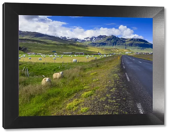 Woolly Icelandic sheep, road, grasses and mountains, Grundarfjordur town, Summer