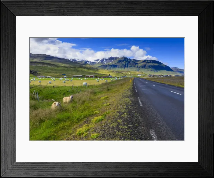 Framed Print : Woolly Icelandic sheep, road, grasses and mountains, Grundarfjordur town, Summer Framed Print : Woolly Icelandic sheep, road, grasses and mountains, Grundarfjordur town, Summer