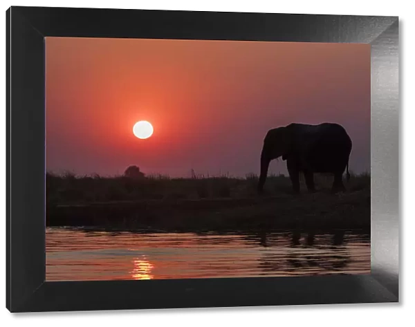 African elephants(Loxodonta africana) at sunset, Chobe river, Botswana