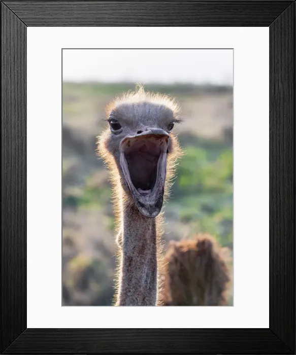 Framed Print : Ostrich (Struthio camelus) male, Zimanga private game reserve, KwaZulu-Natal, South Framed Print : Ostrich (Struthio camelus) male, Zimanga private game reserve, KwaZulu-Natal, South