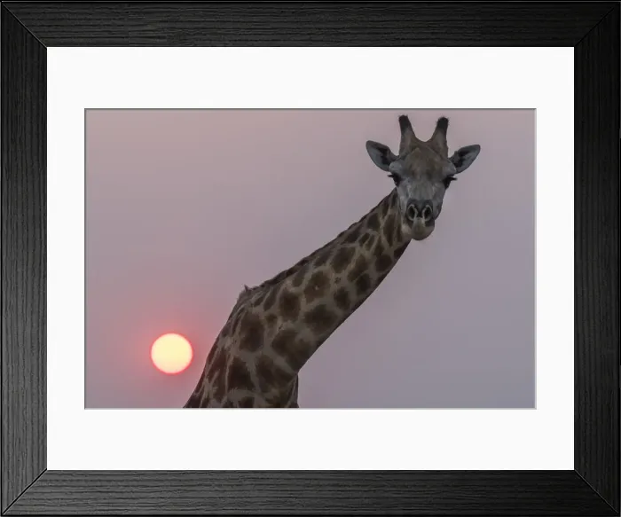 Framed Print : Giraffe (Giraffa camelopardalis) at sunset, Chobe national park, Botswana Framed Print : Giraffe (Giraffa camelopardalis) at sunset, Chobe national park, Botswana
