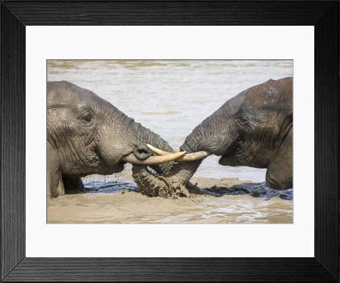 Framed Print : African elephant (Loxodonta africana) bathing, Addo elephant national park, Eastern Cape Framed Print : African elephant (Loxodonta africana) bathing, Addo elephant national park, Eastern Cape