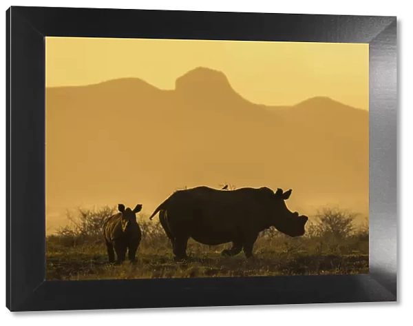 White rhino (Ceratotherium simum) calf and cow, Zimanga private game reserve, KwaZulu-Natal