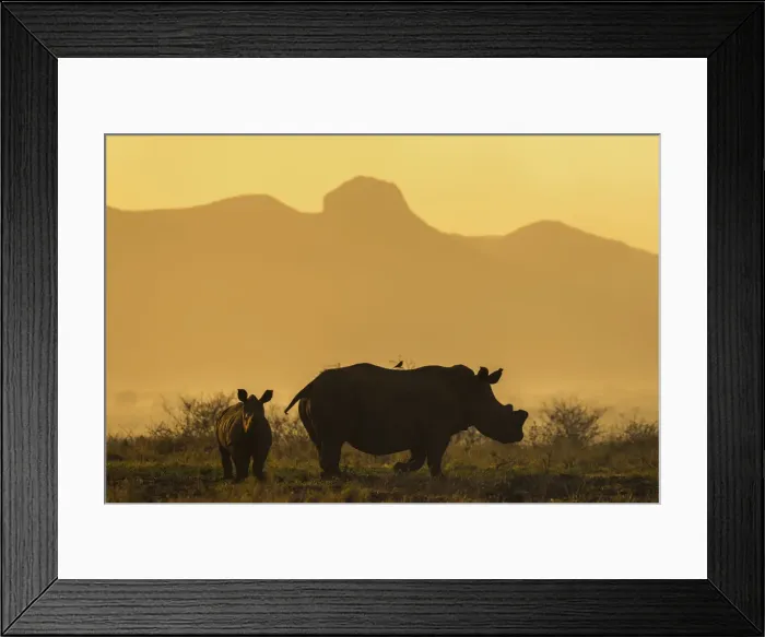 Framed Print : White rhino (Ceratotherium simum) calf and cow, Zimanga private game reserve, KwaZulu-Natal Framed Print : White rhino (Ceratotherium simum) calf and cow, Zimanga private game reserve, KwaZulu-Natal