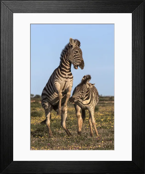 Framed Print : Plains zebra (Equus quagga) fighting, Addo Elephant national park, Eastern Cape Framed Print : Plains zebra (Equus quagga) fighting, Addo Elephant national park, Eastern Cape