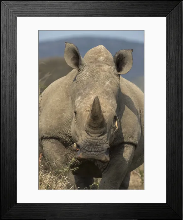 Framed Print : White rhino (Ceratotherium simum) with redbilled oxpeckers, iMfolozi game reserve Framed Print : White rhino (Ceratotherium simum) with redbilled oxpeckers, iMfolozi game reserve