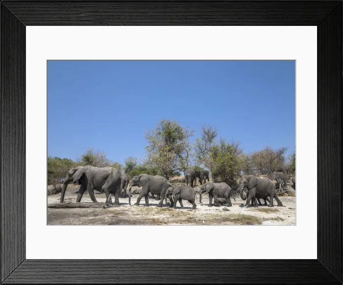 Framed Print : African elephants (Loxodonta africana), Chobe national park, Botswana Framed Print : African elephants (Loxodonta africana), Chobe national park, Botswana