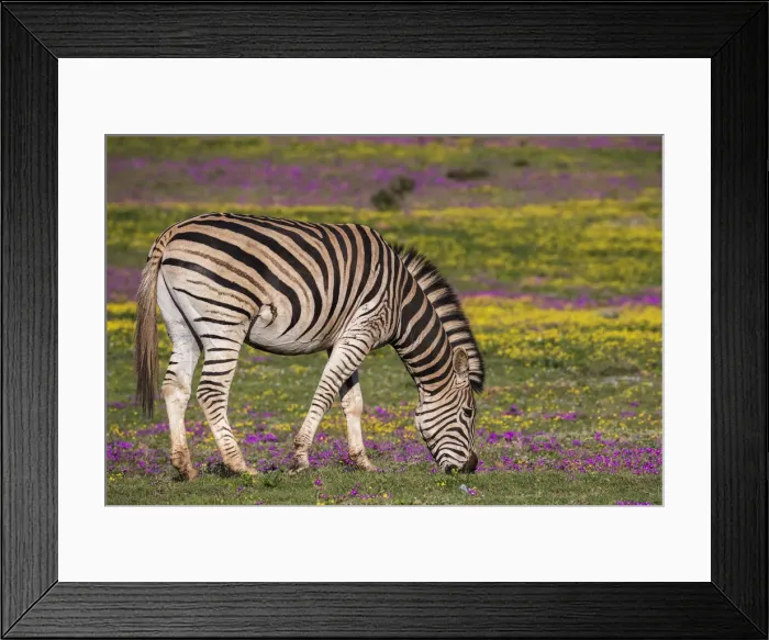 Framed Print : Plains zebra (Equus quagga) grazing spring flowers, Addo Elephant national park, Eastern Cape Framed Print : Plains zebra (Equus quagga) grazing spring flowers, Addo Elephant national park, Eastern Cape
