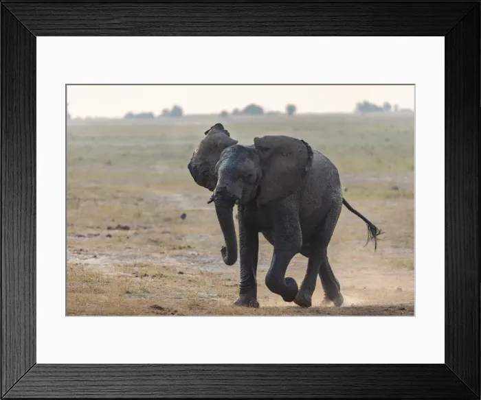Framed Print : African elephant (Loxodonta africana) running, Chobe river, Botswana Framed Print : African elephant (Loxodonta africana) running, Chobe river, Botswana