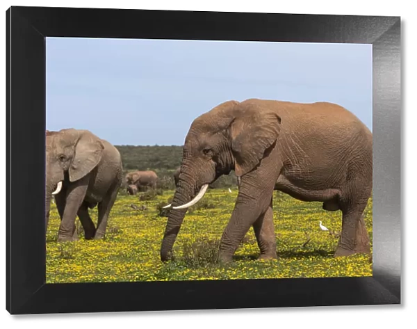 African elephants (Loxodonta africana) in springflowers, Addo elephant national park