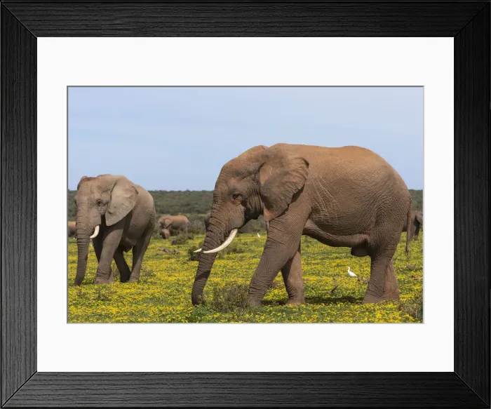 Framed Print : African elephants (Loxodonta africana) in springflowers, Addo elephant national park Framed Print : African elephants (Loxodonta africana) in springflowers, Addo elephant national park
