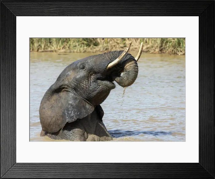 Framed Print : African elephant (Loxodonta africana) bathing, Addo elephant national park, Eastern Cape Framed Print : African elephant (Loxodonta africana) bathing, Addo elephant national park, Eastern Cape