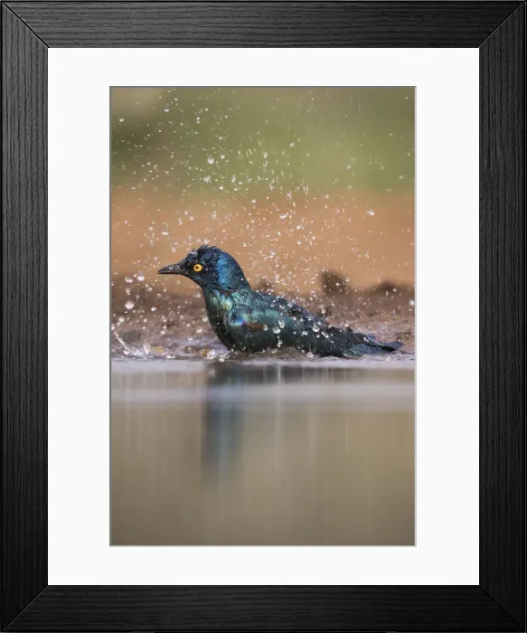 Framed Print : Cape glossy starling (Lamprotornis nitens) bathing, Zimanga private game reserve Framed Print : Cape glossy starling (Lamprotornis nitens) bathing, Zimanga private game reserve