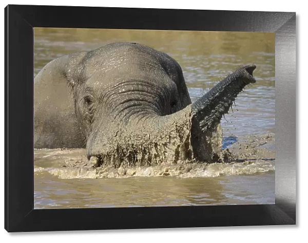African elephant (Loxodonta africana) bathing, Addo elephant national park, Eastern Cape