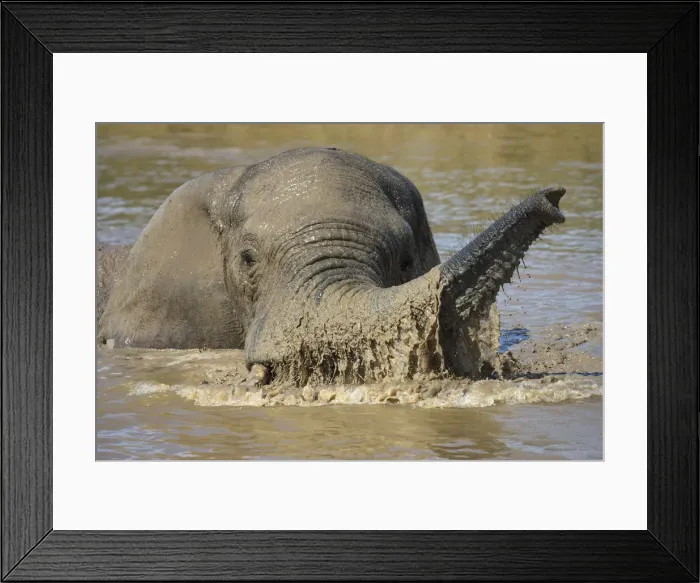 Framed Print : African elephant (Loxodonta africana) bathing, Addo elephant national park, Eastern Cape Framed Print : African elephant (Loxodonta africana) bathing, Addo elephant national park, Eastern Cape