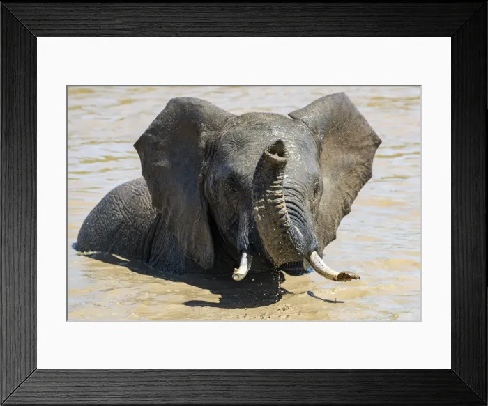 Framed Print : African elephant (Loxodonta africana) bathing, Addo elephant national park, Eastern Cape Framed Print : African elephant (Loxodonta africana) bathing, Addo elephant national park, Eastern Cape
