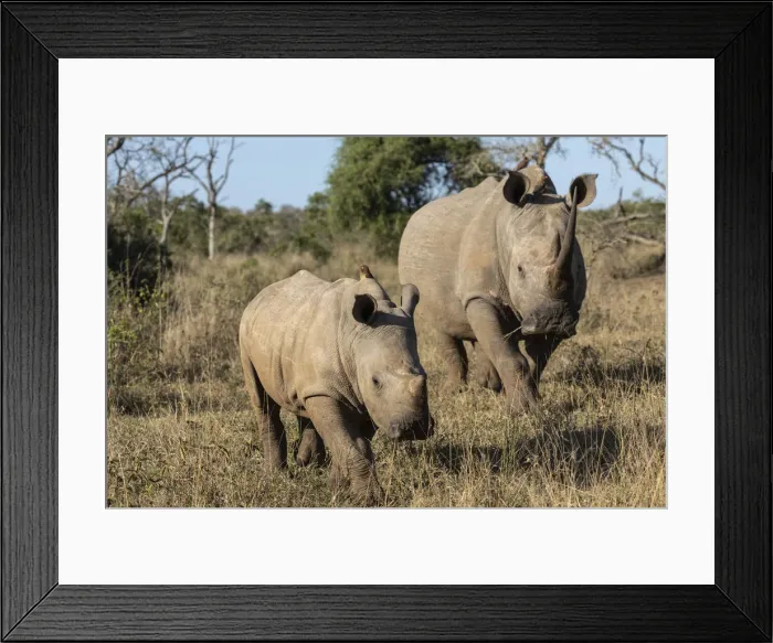 Framed Print : White rhinos (Ceratotherium simum), iMfolozi game reserve, KwaZulu-Natal, South Africa Framed Print : White rhinos (Ceratotherium simum), iMfolozi game reserve, KwaZulu-Natal, South Africa