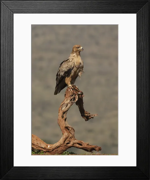 Framed Print : Tawny eagle (Aquila rapax), Zimanga private game reserve, KwaZulu-Natal, South Africa Framed Print : Tawny eagle (Aquila rapax), Zimanga private game reserve, KwaZulu-Natal, South Africa