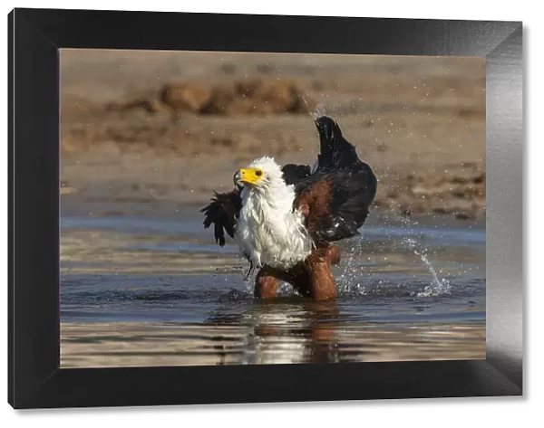 African fish eagle (Haliaeetus vocifer) bathing, Chobe river, Botswana