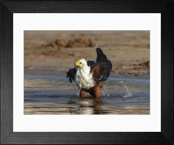 Framed Print : African fish eagle (Haliaeetus vocifer) bathing, Chobe river, Botswana Framed Print : African fish eagle (Haliaeetus vocifer) bathing, Chobe river, Botswana