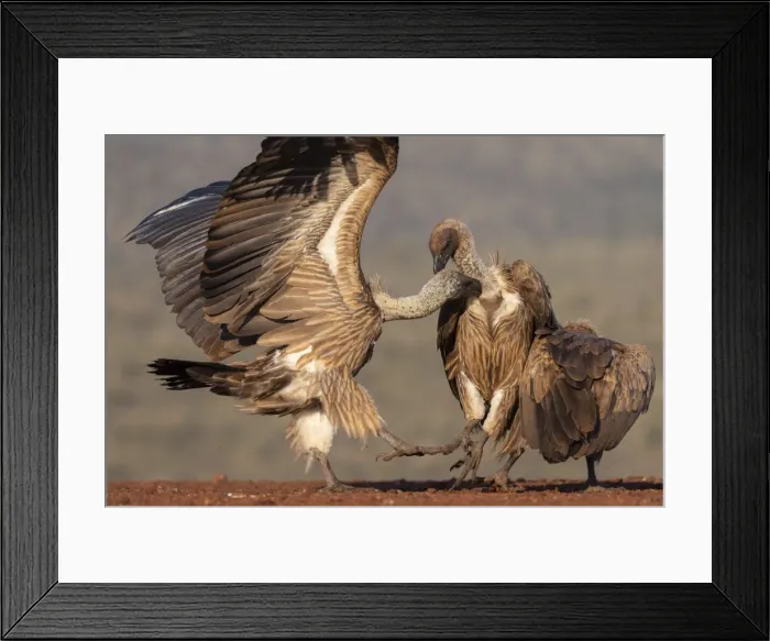 Framed Print : Whitebacked vultures (Gyps africanus) in confrontation, Zimanga private game reserve Framed Print : Whitebacked vultures (Gyps africanus) in confrontation, Zimanga private game reserve