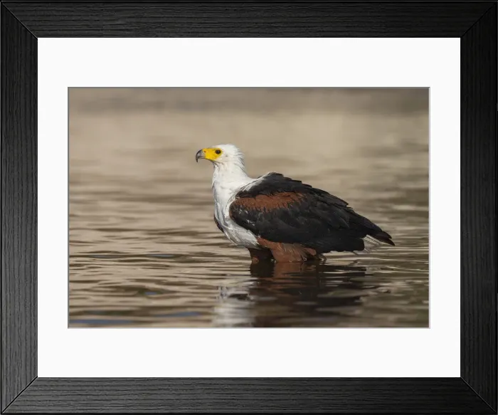 Framed Print : African fish eagle (Haliaeetus vocifer) bathing, Chobe river, Botswana Framed Print : African fish eagle (Haliaeetus vocifer) bathing, Chobe river, Botswana