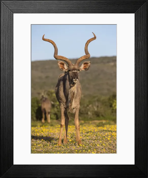 Framed Print : Greater kudu (Tragelaphus strepsiceros) among spring flowers, Addo Elephant national park Framed Print : Greater kudu (Tragelaphus strepsiceros) among spring flowers, Addo Elephant national park