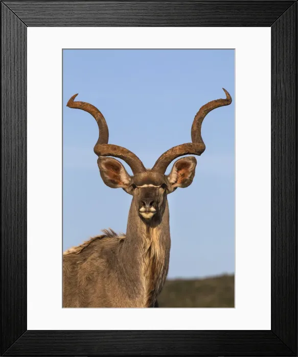 Framed Print : Greater kudu (Tragelaphus strepsiceros), Addo Elephant national park, Eastern Cape Framed Print : Greater kudu (Tragelaphus strepsiceros), Addo Elephant national park, Eastern Cape