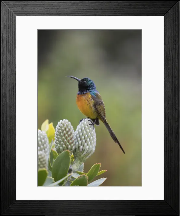 Framed Print : Orangebreasted sunbird (Anthobaphes violacea), Kirstenbosch National Botanical Garden Framed Print : Orangebreasted sunbird (Anthobaphes violacea), Kirstenbosch National Botanical Garden