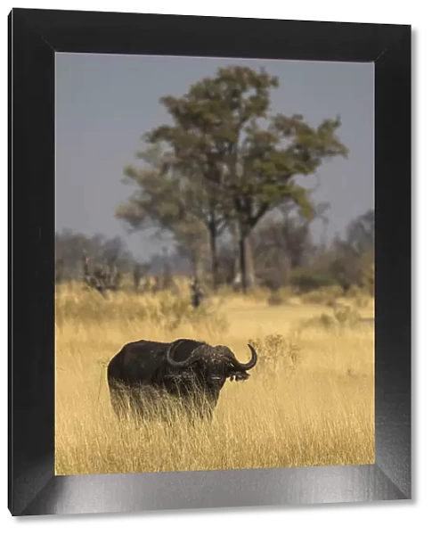 Cape buffalo (Syncerus caffer), Khwai Conservancy, Botswana