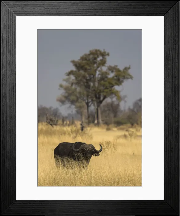 Framed Print : Cape buffalo (Syncerus caffer), Khwai Conservancy, Botswana Framed Print : Cape buffalo (Syncerus caffer), Khwai Conservancy, Botswana