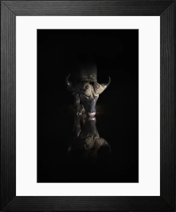 Framed Print : Cape buffalo (Syncerus caffer) drinking at night, Zimanga private game reserve, KwaZulu-Natal Framed Print : Cape buffalo (Syncerus caffer) drinking at night, Zimanga private game reserve, KwaZulu-Natal