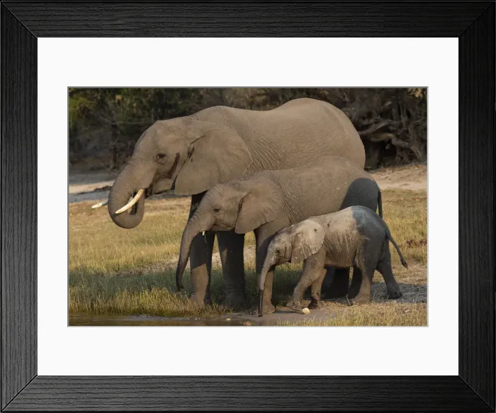 Framed Print : African elephants (Loxodonta africana) drinking, Chobe river, Botswana Framed Print : African elephants (Loxodonta africana) drinking, Chobe river, Botswana