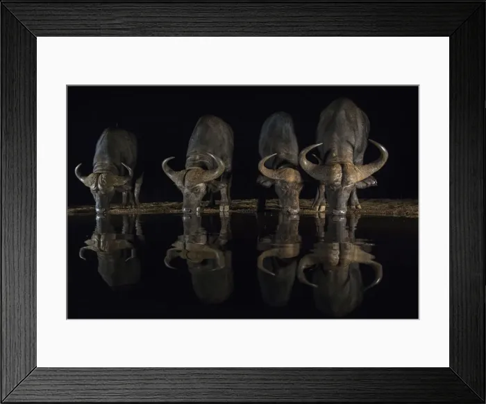 Framed Print : Cape buffalo (Syncerus caffer) drinking at night, Zimanga private game reserve, KwaZulu-Natal Framed Print : Cape buffalo (Syncerus caffer) drinking at night, Zimanga private game reserve, KwaZulu-Natal