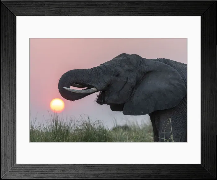 Framed Print : African elephant (Loxodonta africana) at sunset, Chobe river, Botswana, August 2018 Framed Print : African elephant (Loxodonta africana) at sunset, Chobe river, Botswana, August 2018