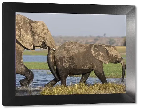African elephants (Loxodonta africana), Chobe river, Botswana