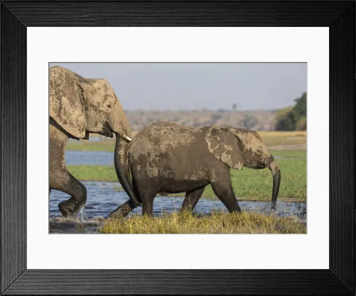 Framed Print : African elephants (Loxodonta africana), Chobe river, Botswana Framed Print : African elephants (Loxodonta africana), Chobe river, Botswana