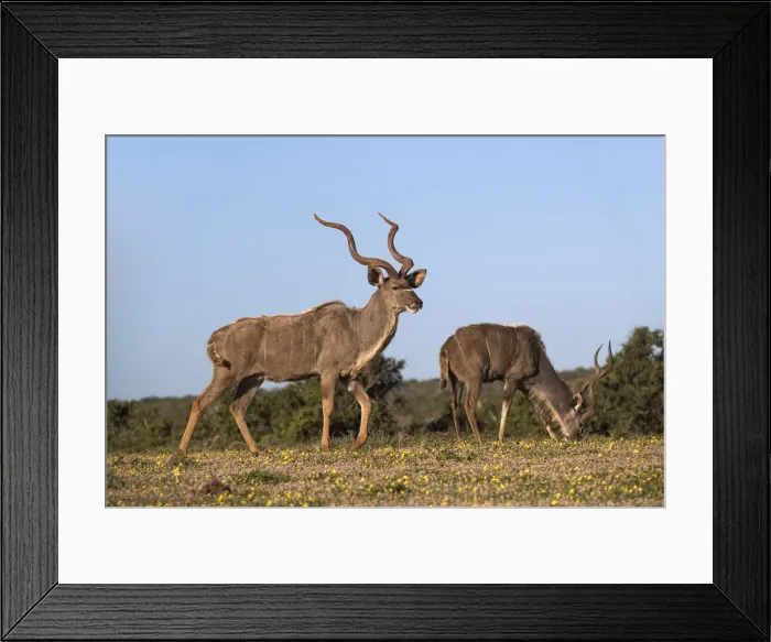 Framed Print : Greater kudu (Tragelaphus strepsiceros) among spring flowers, Addo Elephant national park Framed Print : Greater kudu (Tragelaphus strepsiceros) among spring flowers, Addo Elephant national park